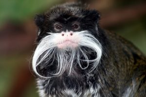 http://4.bp.blogspot.com/-1hEhZUQ6Lto/TWRyFcPmPbI/AAAAAAAABAU/gReQgSCl9I0/s1600/Emperor_Tamarin_portrait_2_edit1.jpg