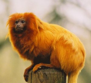 http://www.americanforests.org/wp-content/uploads/2013/09/Golden-Lion-Tamarin.jpg