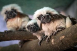 http://www.oregonzoo.org/sites/default/files/styles/exhibit_photo/public/H_cotton-top-tamarins.jpg?itok=lJs1TZwL