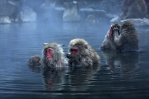 http://www.monkeyworlds.com/wp-content/uploads/Japanese-macaque_624.jpg