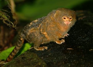 http://www.animalspot.net/wp-content/uploads/2014/09/Pygmy-Marmoset.jpg