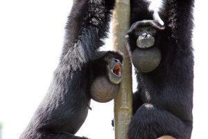 http://cincinnatizoo.org/wp-content/uploads/2014/03/siamang.jpg