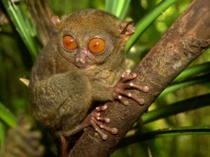 http://3.bp.blogspot.com/-cnr2TtdeoPg/UO08tGF7unI/AAAAAAAAJ0w/tAOcaycaoks/s1600/Tarsier+Wallpapers+6.jpg