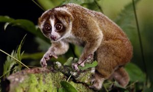 http://www.bellenews.com/wp-content/uploads/2012/12/The-primate-is-a-type-of-slow-loris-a-small-cute-looking-animal-that-is-more-closely-related-to-bushbabies-and-lemurs-than-to-monkeys-or-apes.jpg