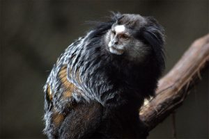 http://planetofthemonkeys.com/wp-content/uploads/2013/04/Wieds-Marmoset.jpg