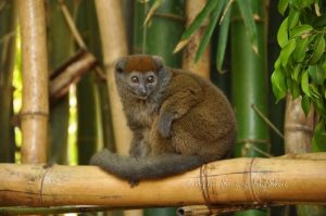 https://www.bing.com/images/search?q=bamboo+lemur&view=detailv2&id=D9E08C4AA4962AF50B204D1E85B3D5FBE605D8C7&selectedindex=56&ccid=T0%2FaprTD&simid=608006974811603810&thid=OIP.M4f4fdaa6b4c36c702ccfbd1f8e61d96do0&mode=overlay&first=1