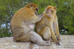 barbary_macaque3