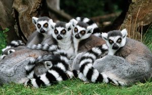 Katta - Gruppe lemur katta ring-tailed lemur