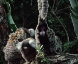 Marmoset showing genitals to scare off trespasser.