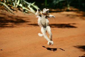 Verreaux's Sifaka bounding on hind legs to cross open ground