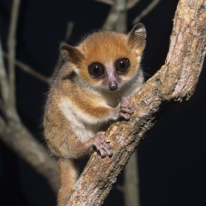 Madame Berthe Mouse Lemur