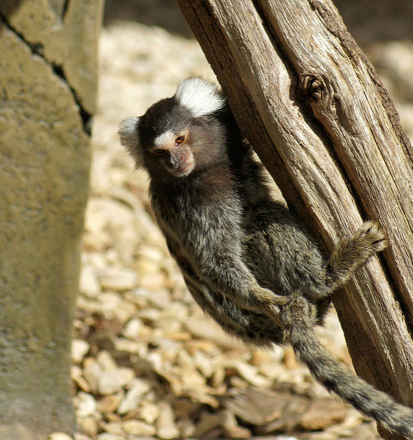 Common Marmoset