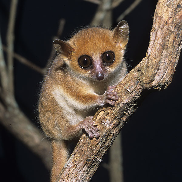 Mouse lemur